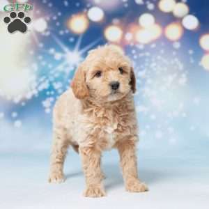 Sunshine, Mini Goldendoodle Puppy